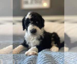 Sheepadoodle Puppy for sale in CANTON, GA, USA