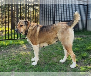 Mother of the Central Asian Shepherd Dog puppies born on 01/16/2025