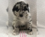 Small #44 Australian Shepherd