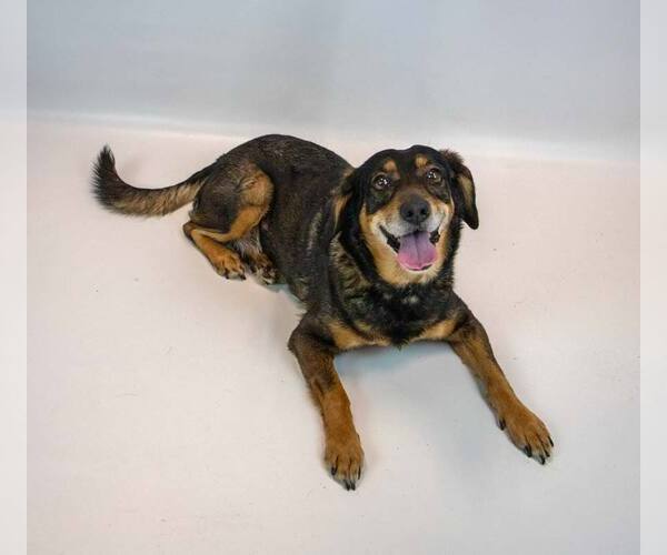 Medium Photo #4 Beagle-Colonial Cocker Spaniel Mix Puppy For Sale in Kennesaw, GA, USA