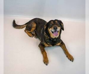 Cassie - Female Beagle-Colonial Cocker Spaniel Mix Dog for Adoption - Photo #4