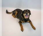 Small #3 Beagle-Colonial Cocker Spaniel Mix