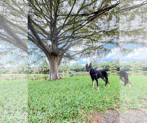 Medium Photo #6 Mutt Puppy For Sale in Pompano Beach , FL, USA