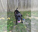 Small #4 American Pit Bull Terrier-Staffordshire Bull Terrier Mix