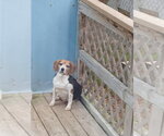 Small #12 Beagle