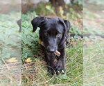 Small Photo #2 Mutt Puppy For Sale in Sandy, UT, USA