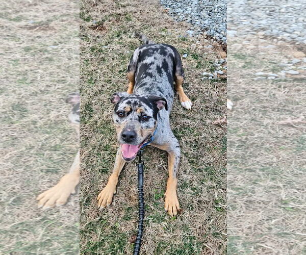 Medium Photo #2 Labrador Retriever-Unknown Mix Puppy For Sale in Rustburg, VA, USA