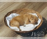 Puppy Willie Golden Retriever