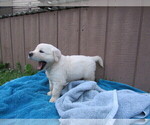 Small Photo #21 English Cream Golden Retriever Puppy For Sale in MILLVILLE, MA, USA