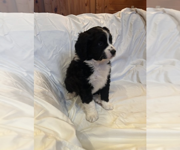 Medium Photo #4 Bernedoodle Puppy For Sale in TRENTON, GA, USA