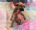 Small #12 Black Mouth Cur Mix