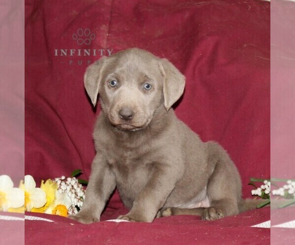 Medium Photo #3 Labrador Retriever Puppy For Sale in STEWARTSTOWN, PA, USA
