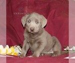 Small Photo #3 Labrador Retriever Puppy For Sale in STEWARTSTOWN, PA, USA