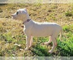 Small #1 Dogo Argentino