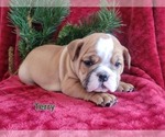 Small #2 English Bulldog