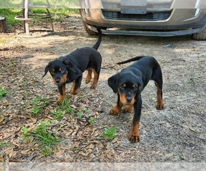 Rottweiler Puppy for sale in REDDICK, FL, USA