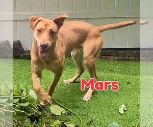 Mutt Dogs for adoption in Pompano Beach , FL, USA