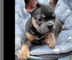 French Bulldog Puppy for sale in TAMPA, FL, USA