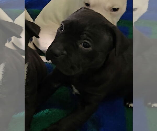 Medium Photo #5 Boxer-Unknown Mix Puppy For Sale in Estherville, IA, USA