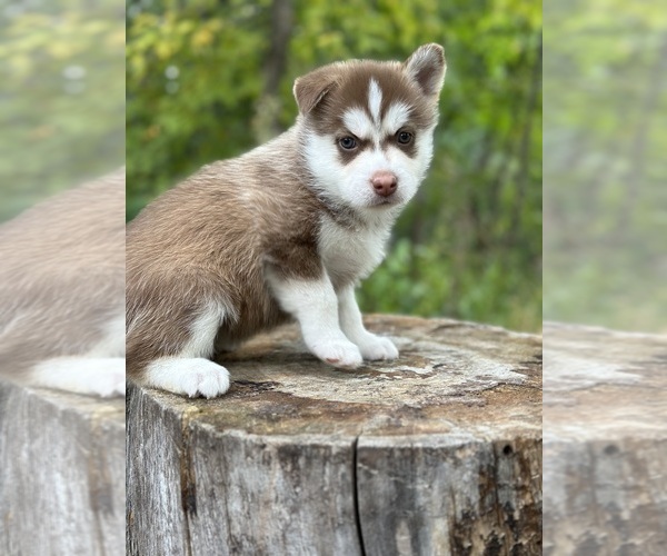 Medium Photo #9 Pomsky Puppy For Sale in STAPLES, MN, USA