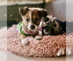 Small Photo #2 Labrador Retriever-Unknown Mix Puppy For Sale in San Diego, CA, USA