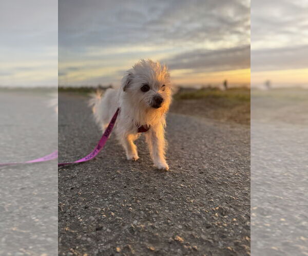 Medium Photo #8 Maltese-Unknown Mix Puppy For Sale in Pacifica, CA, USA