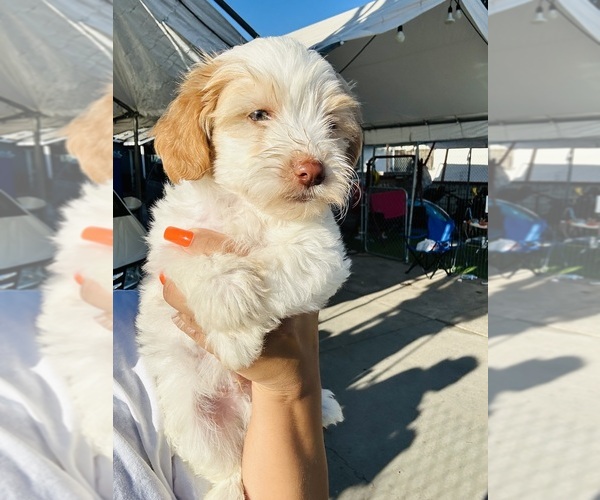 Medium Photo #5 Poodle (Toy) Puppy For Sale in SAN BERNARDINO, CA, USA