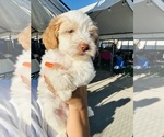 Small #4 Poodle (Toy)