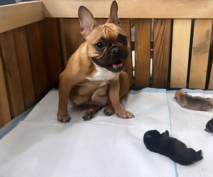 Mother of the French Bulldog puppies born on 10/30/2023