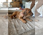 Small #4 Rhodesian Ridgeback