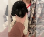 Small Photo #16 Newfoundland Puppy For Sale in TREMONTON, UT, USA