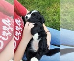 Small Photo #5 Bernese Mountain Dog-Goldendoodle Mix Puppy For Sale in LEETONIA, OH, USA