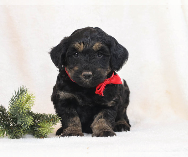 Medium Photo #1 Goldendoodle Puppy For Sale in MILLERSBURG, PA, USA