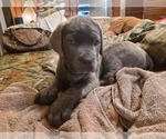 Small Photo #10 Cane Corso Puppy For Sale in MEDARYVILLE, IN, USA