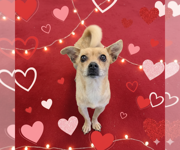 Medium Photo #9 Chihuahua Puppy For Sale in Vail, AZ, USA