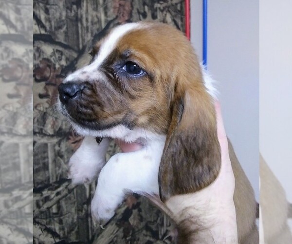 Medium Photo #16 Basset Hound Puppy For Sale in PETERSBURG, IN, USA