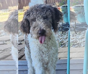 Goldendoodle Dogs for adoption in Scottsboro, AL, USA