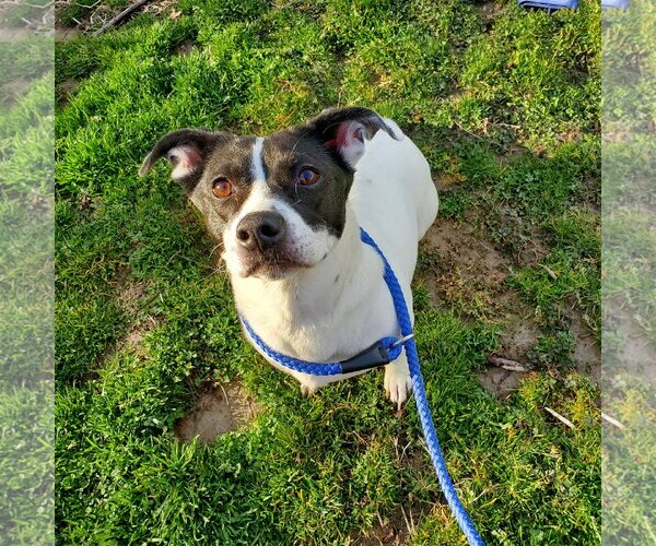 Medium Photo #1 Mutt Puppy For Sale in New Castle, DE, USA