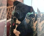 Small #5 Labrador Retriever Mix