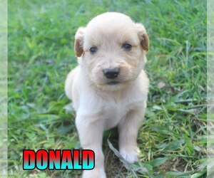 Aussiedoodle Puppy for sale in jasper, AR, USA