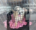 Small Photo #8 Chihuahua-Unknown Mix Puppy For Sale in Escondido, CA, USA