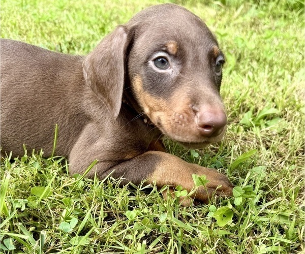 Medium Photo #5 Doberman Pinscher Puppy For Sale in POMEROY, OH, USA