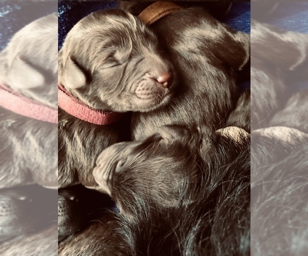 Medium Photo #15 Labradoodle Puppy For Sale in MIFFLINBURG, PA, USA