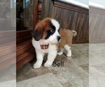 Small Photo #3 Saint Bernard Puppy For Sale in COLBY, WI, USA