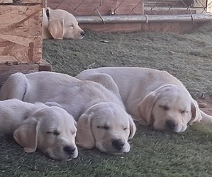 Labrador Retriever Puppy for sale in HUDSON, MI, USA