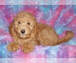 Small #6 Labradoodle