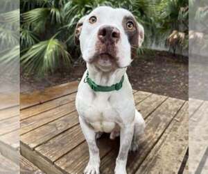 Georgie - Male Mutt Dog for Adoption - Photo #4