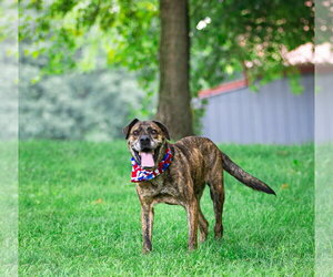 Houston - Male Mutt Dog for Adoption - Photo #3