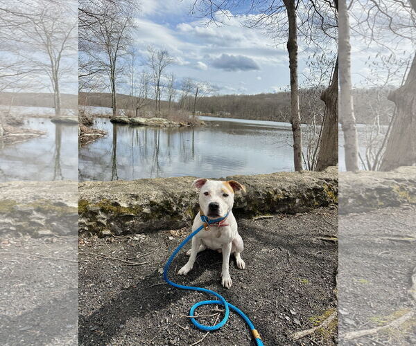 Medium Photo #10 American Pit Bull Terrier-Unknown Mix Puppy For Sale in Rockaway, NJ, USA