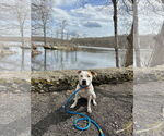 Small #9 American Pit Bull Terrier Mix